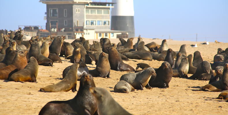 Seals