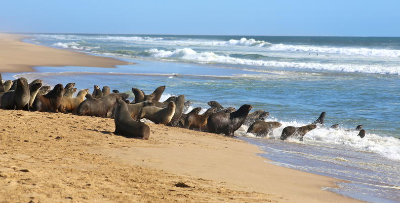 Seals Territory 