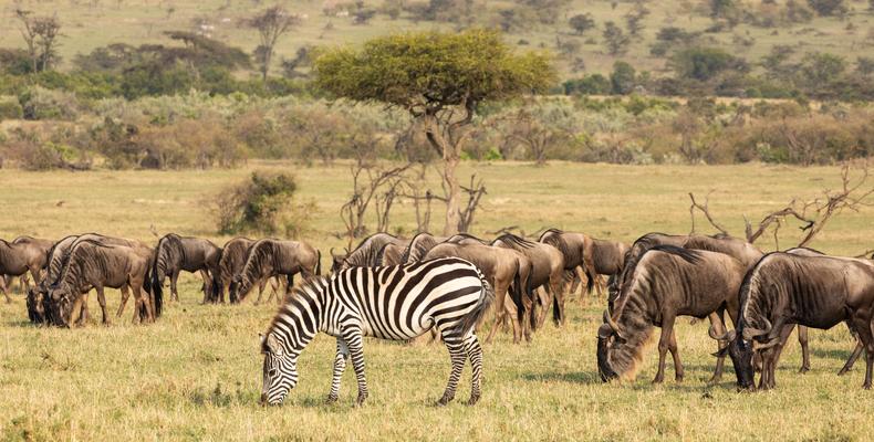Mara Expedition Camp - Wildlife