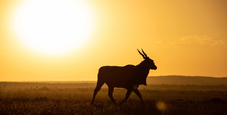 Mara Expedition Camp - Eland