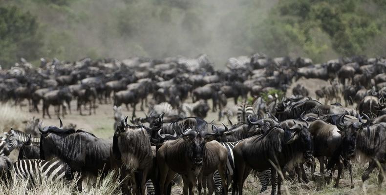 Mara Expedition Camp - Wildlife