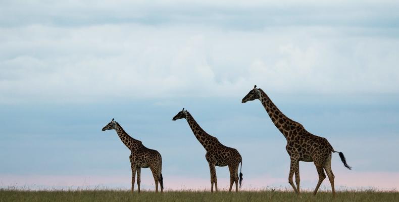 Mara Expedition Camp - Giraffe