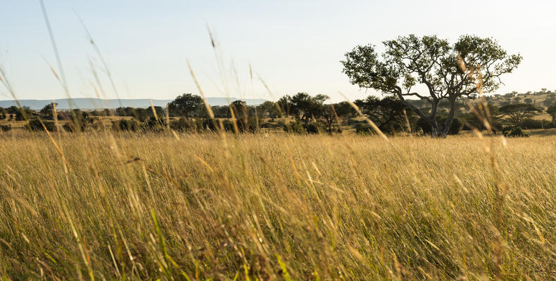 Singita Mara River Tented Camp