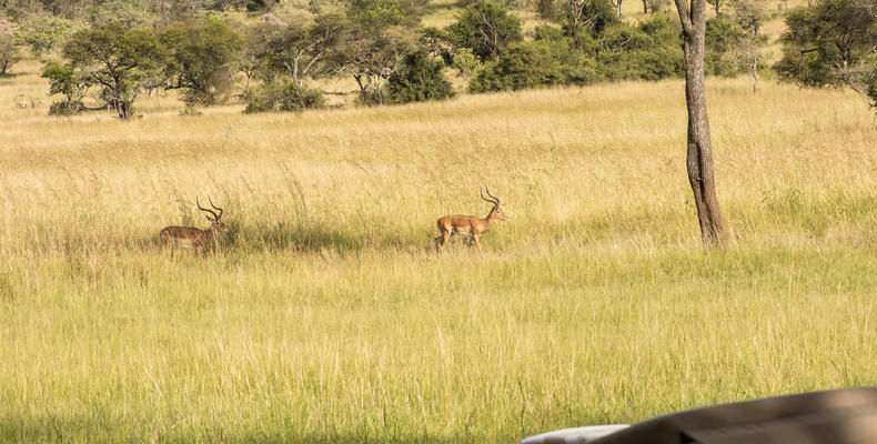 Singita Serengeti House
