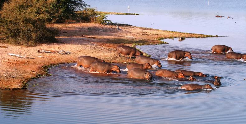 Hippos of Lake Kariba