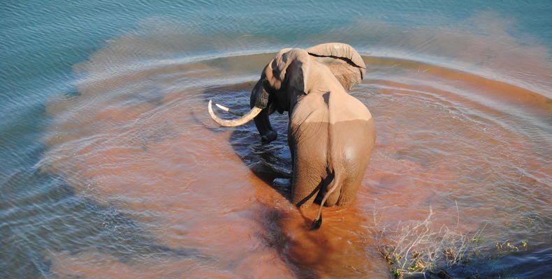 Elephants at Changa