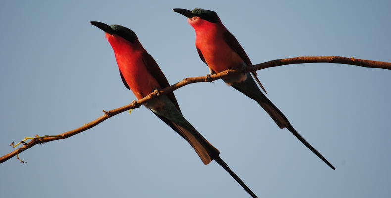 Changa Birding