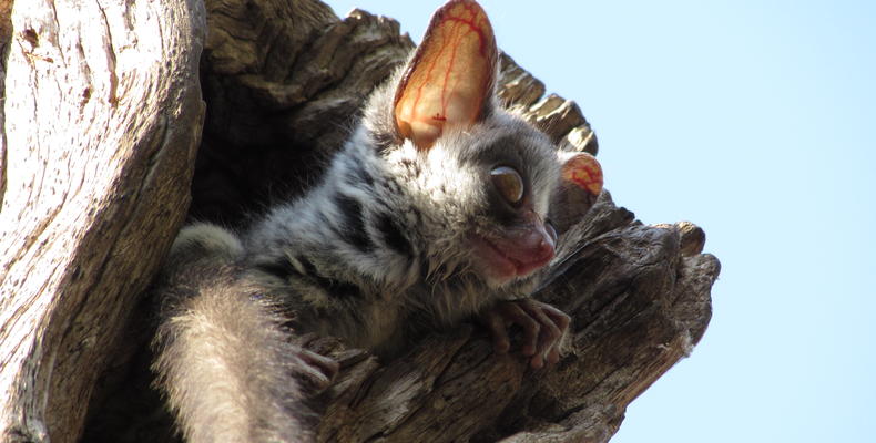 Bush Babies hanging out at Changa