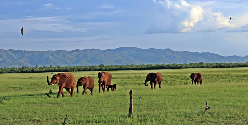 Changa Wildlife