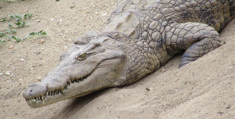 Changa Wildlife - Crocodile