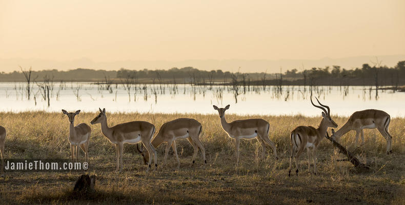 Impala at Changa