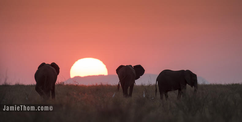 Sunset with Elephants