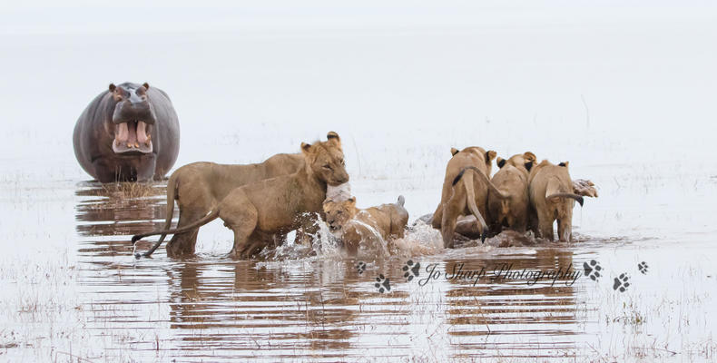 Changa - Hippo vs lion