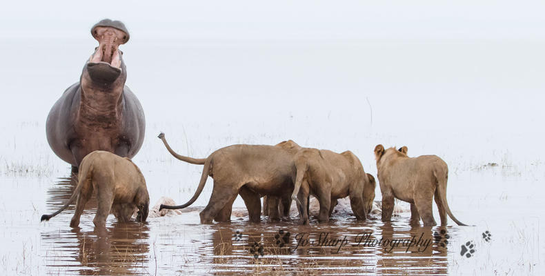 Changa - hippo vs lion in the water