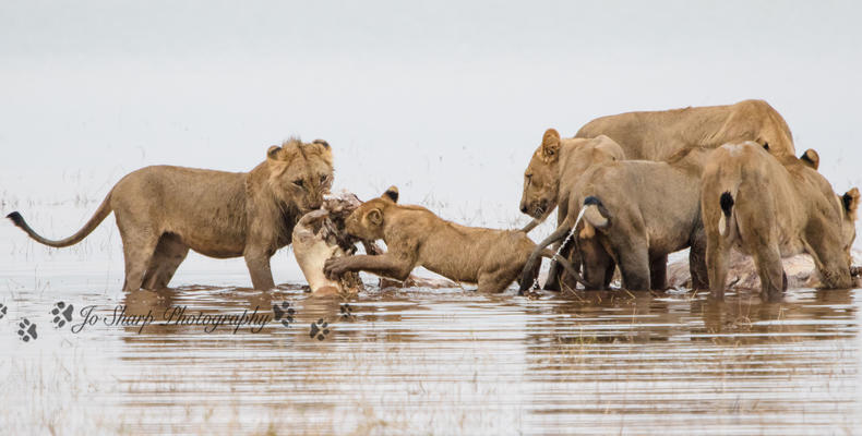 Changa lions in the water