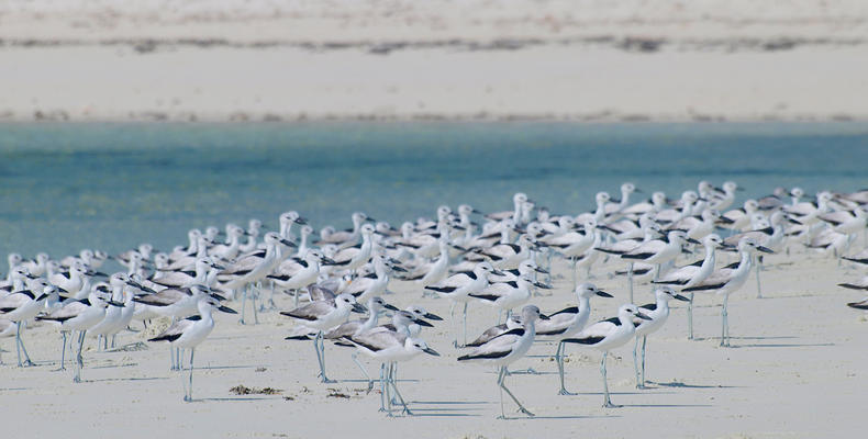 Fanjove Private Island birdlife