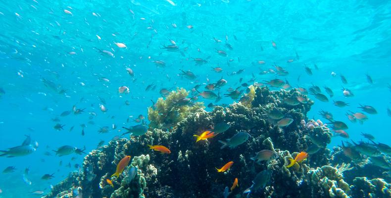 Incredible snorkelling & diving