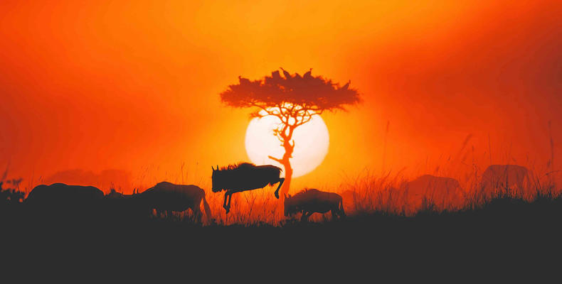 Lamai Wildlife - Wildebeest