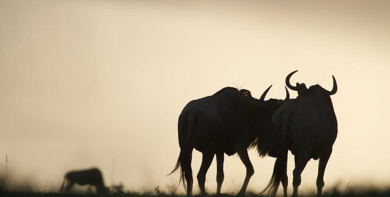 Lamai - Wildebeest