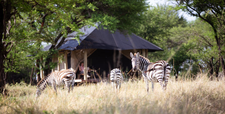 Lamai Client Tent w Zebra