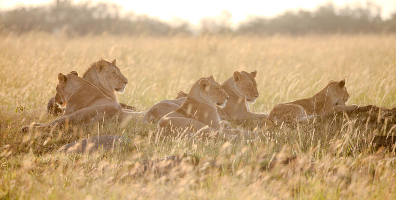 Lions of Lamai