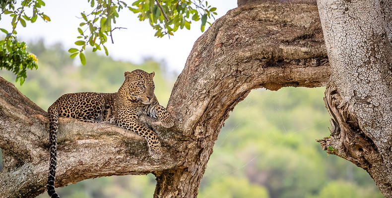 Leopard of Lamai