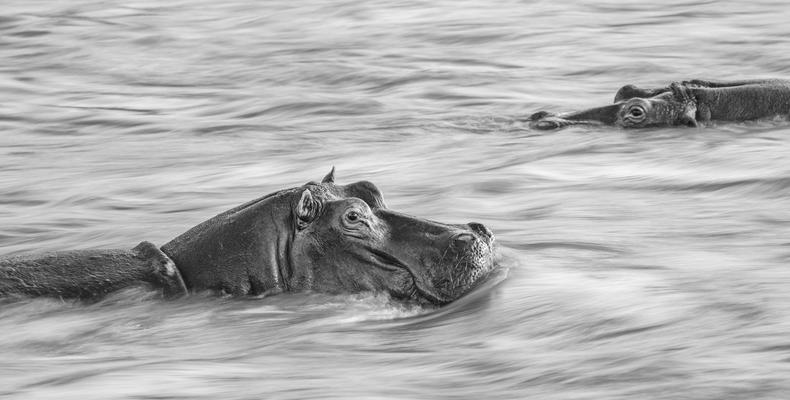 River Horses of the Mara.