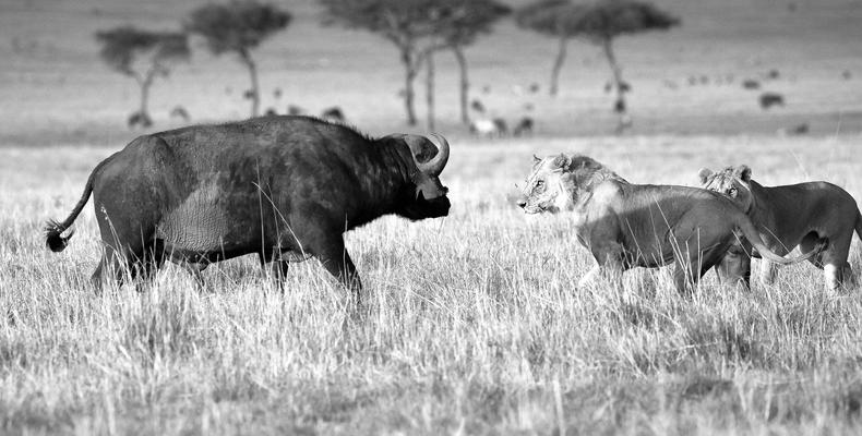 Buffalo soldiers