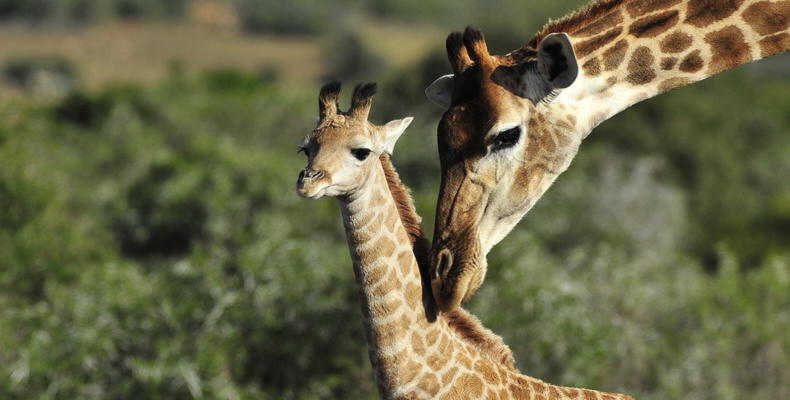 Shamwari Private Game Reserve