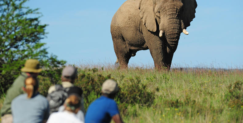 Explorer Camp on Shamwari Private Game Reserve