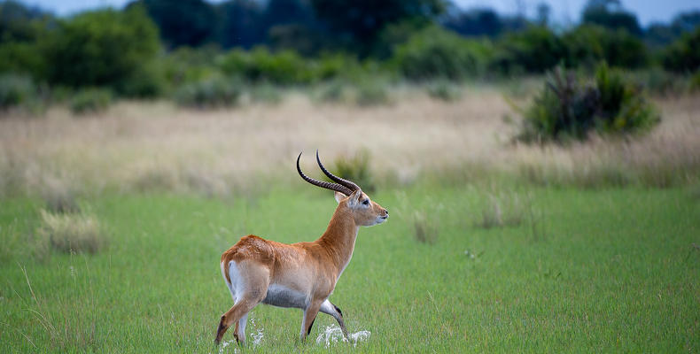 Wilderness Pelo