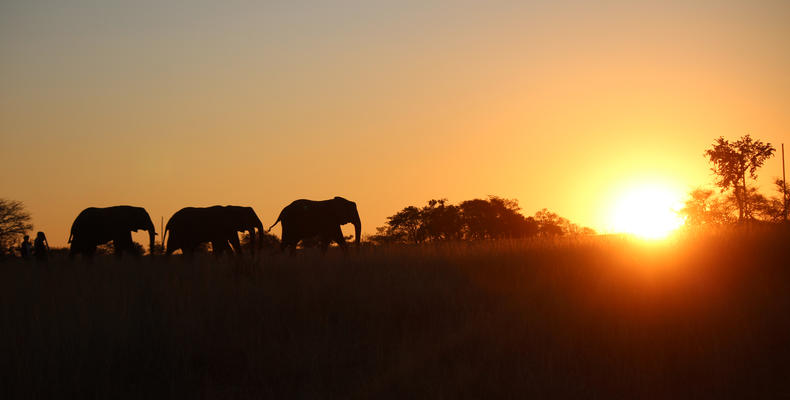 Antelope Park Elephants