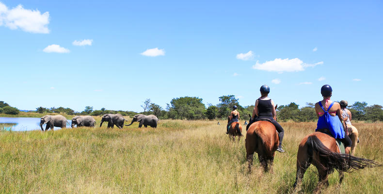 Horse Safari