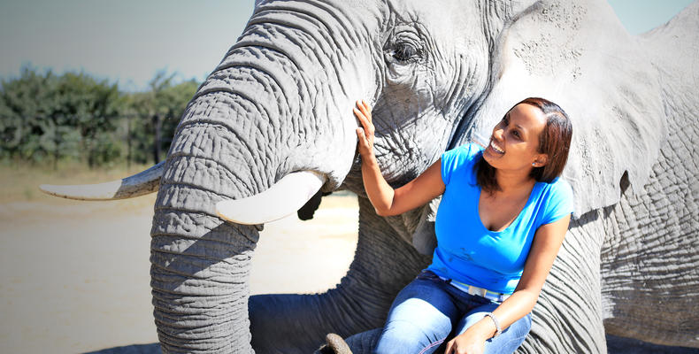 Elephant Interactions