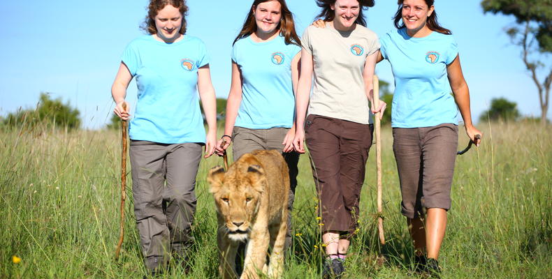 Volunteers walking with lions