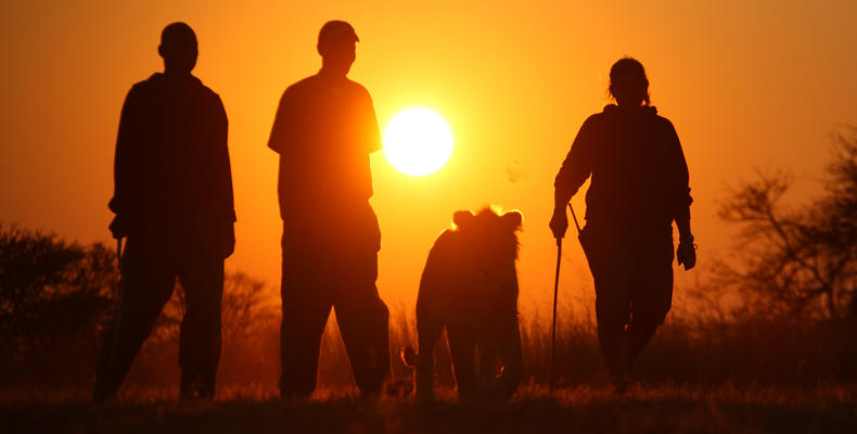 Lion Walk