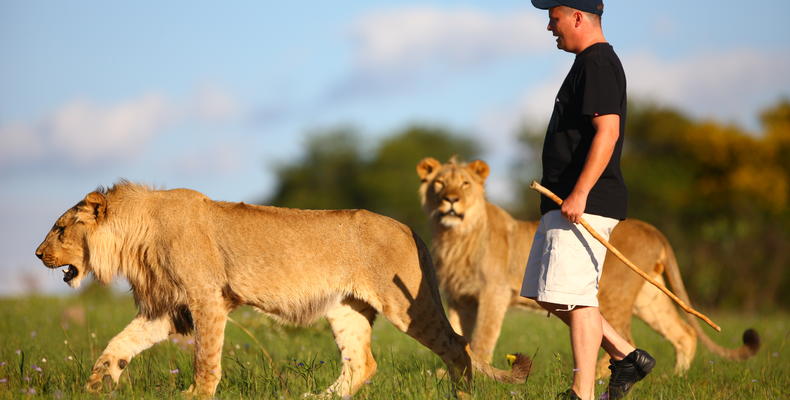 Walk with lions