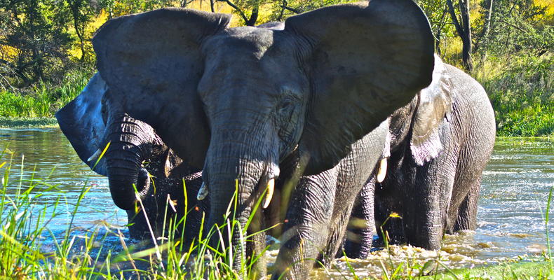 Antelope Park Elephant