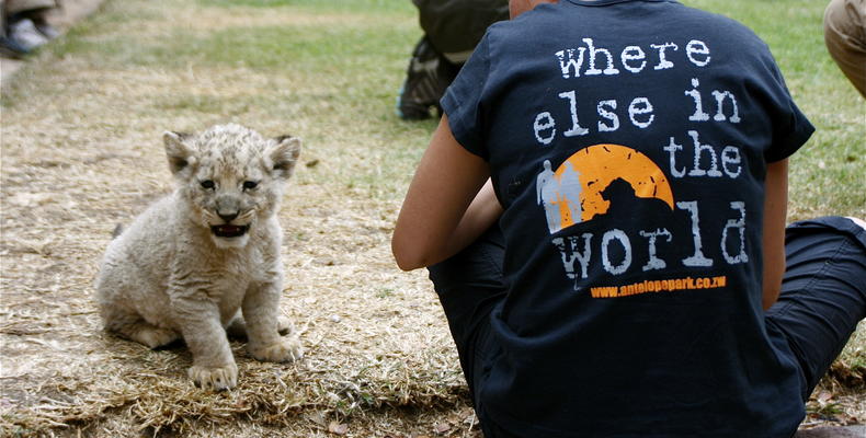 Volunteers with lion cub