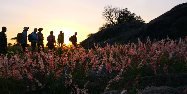 walking safaris