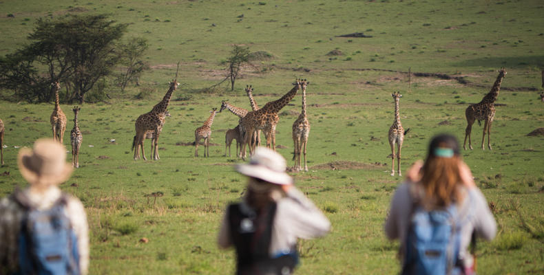 walking safaris