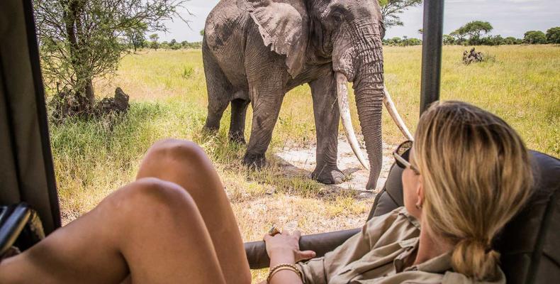 Slow safari with big tuskers