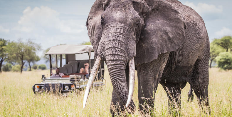Time with elephants