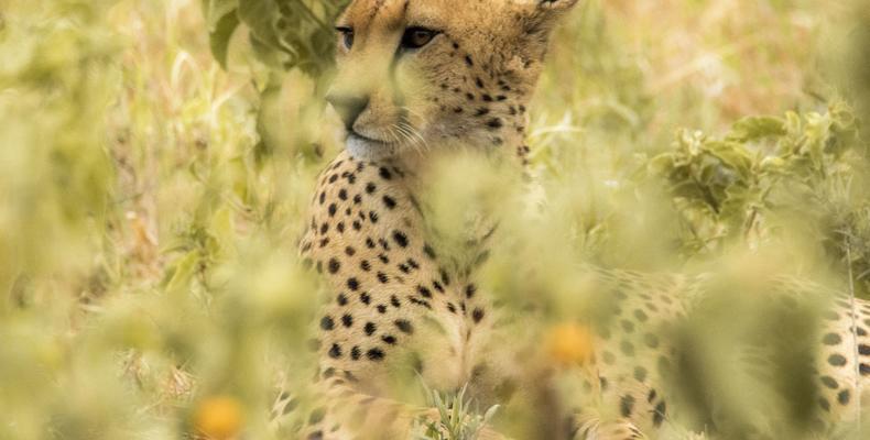 Wildlife haven