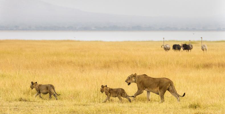Wildlife 