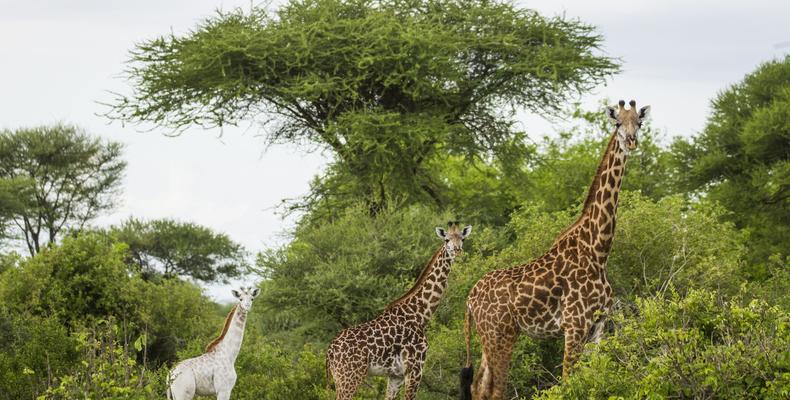 Wildlife: 
