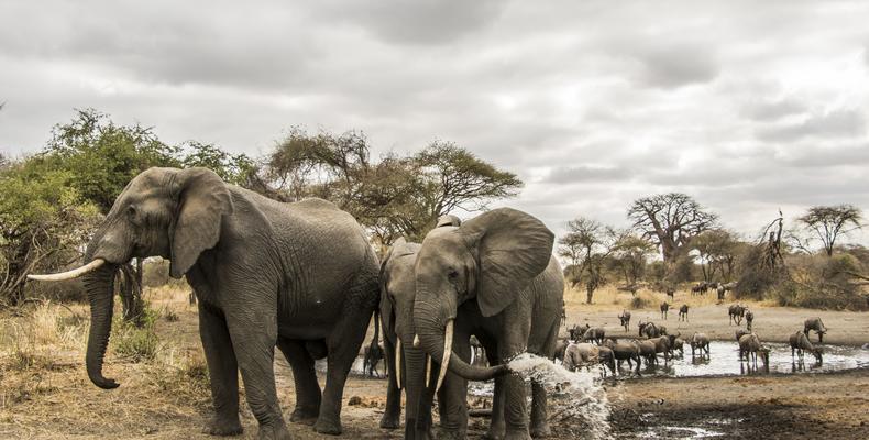 Wildlife