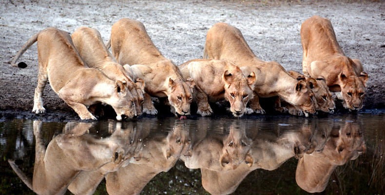 Wildlife