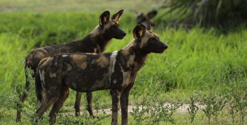Ubuntu Camp - Wild dogs