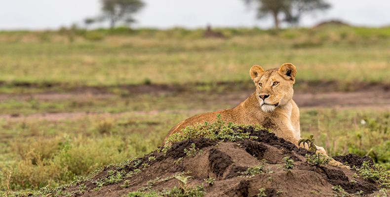 Ubuntu Camp - Lioness